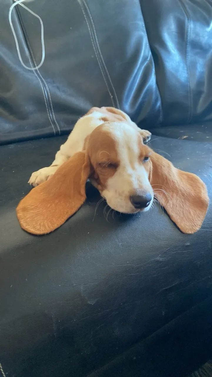 Cachorros Hound com pedigree  - Foto 2