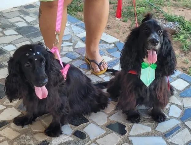 Filhotes de cocker Spaniel Inglês  - Foto 2