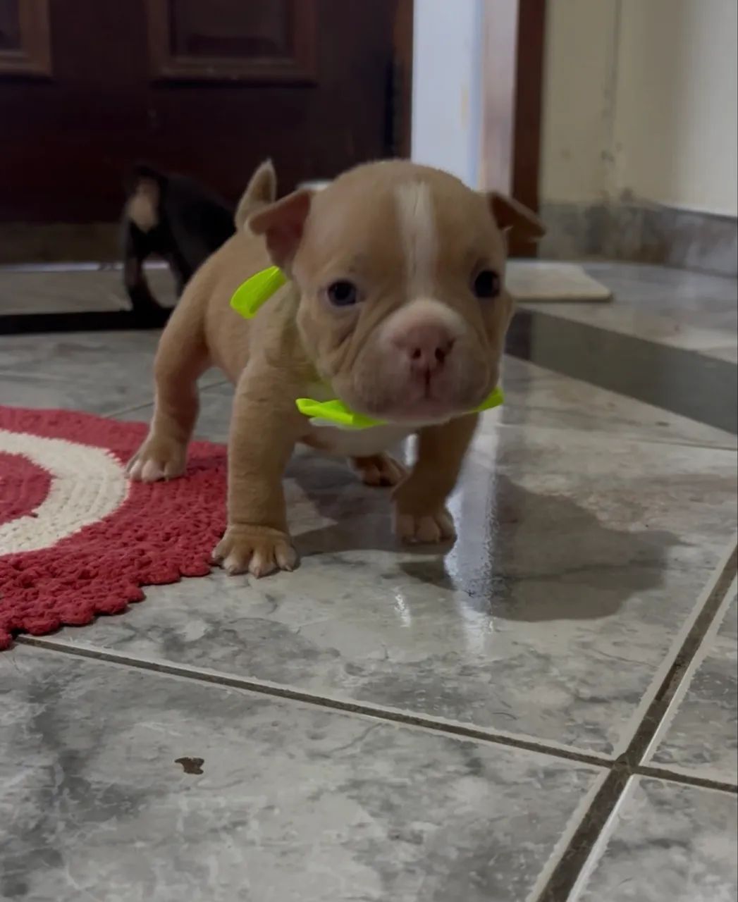 American Bully Micro  - Foto 4