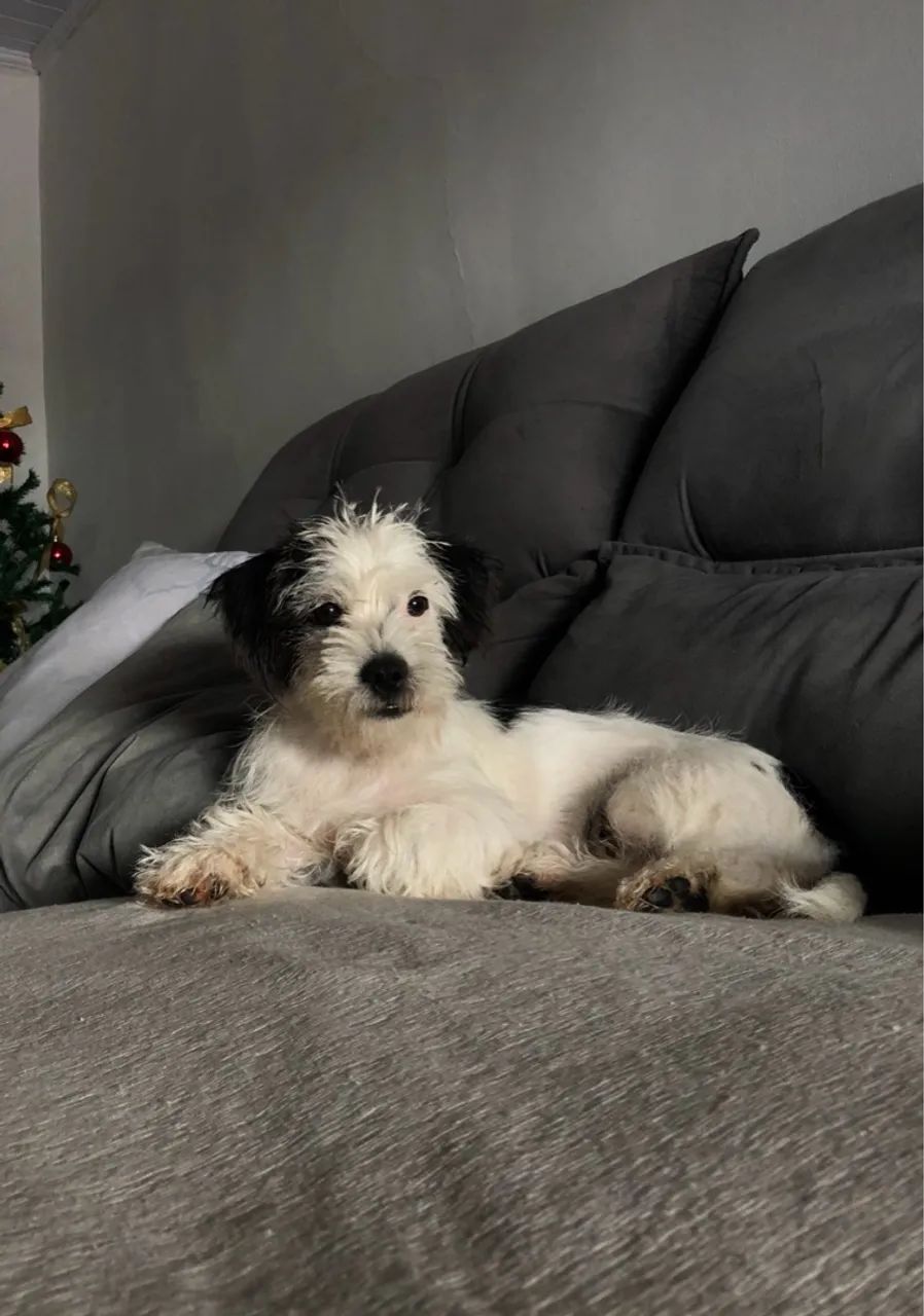 Cadela para adoção