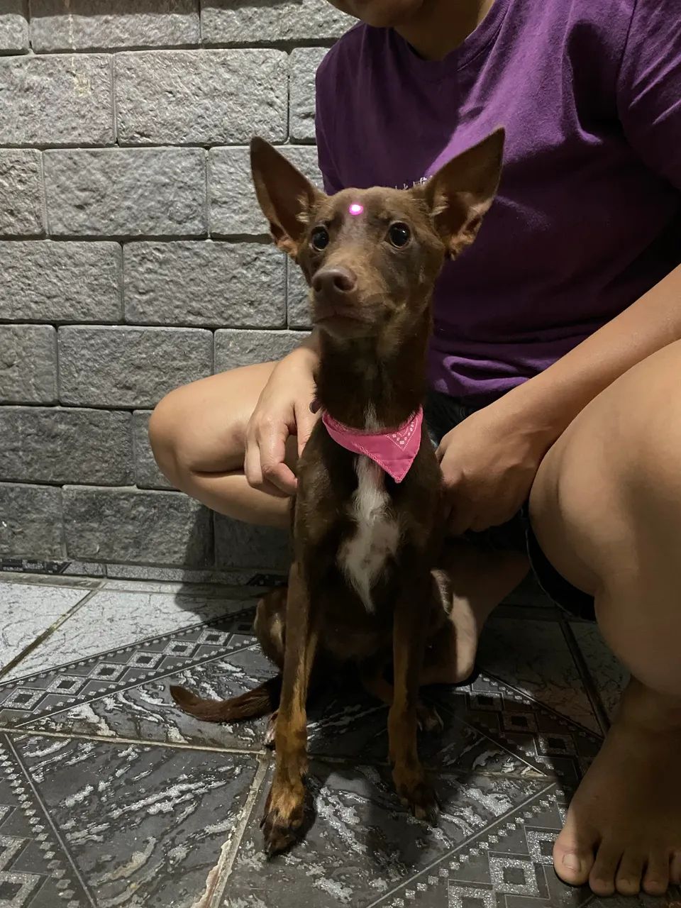 Doação de cachorra dócil e obediente  - Foto 4