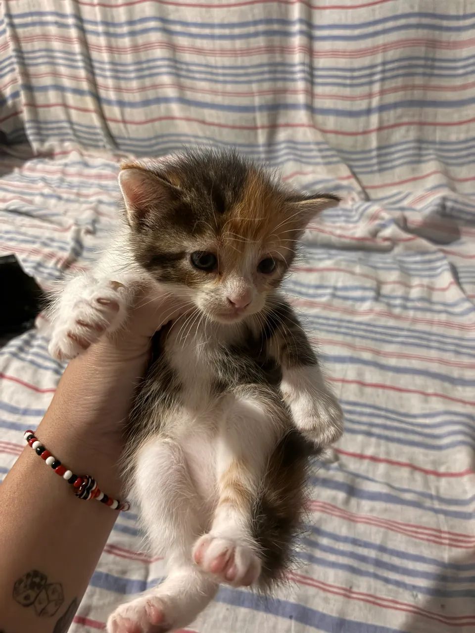 DOAÇÃO DE GATO URGENTE  - Foto 4