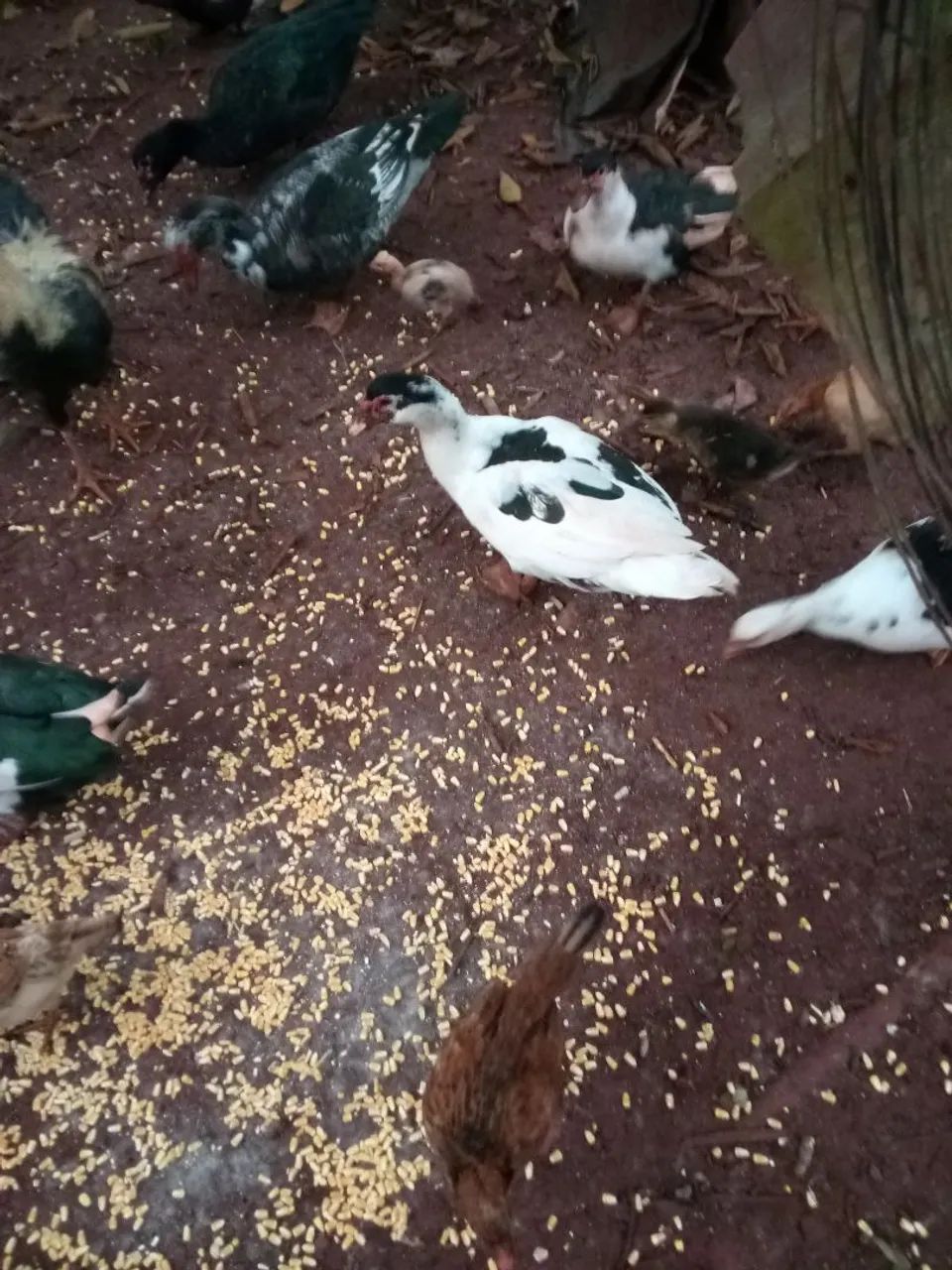 Aves  - Foto 2