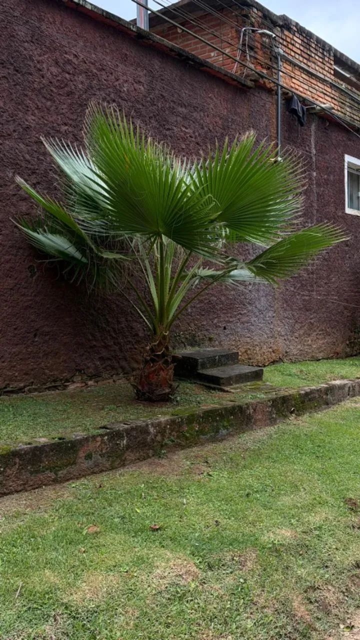 Palmeira Washingtônia grande - Foto 5