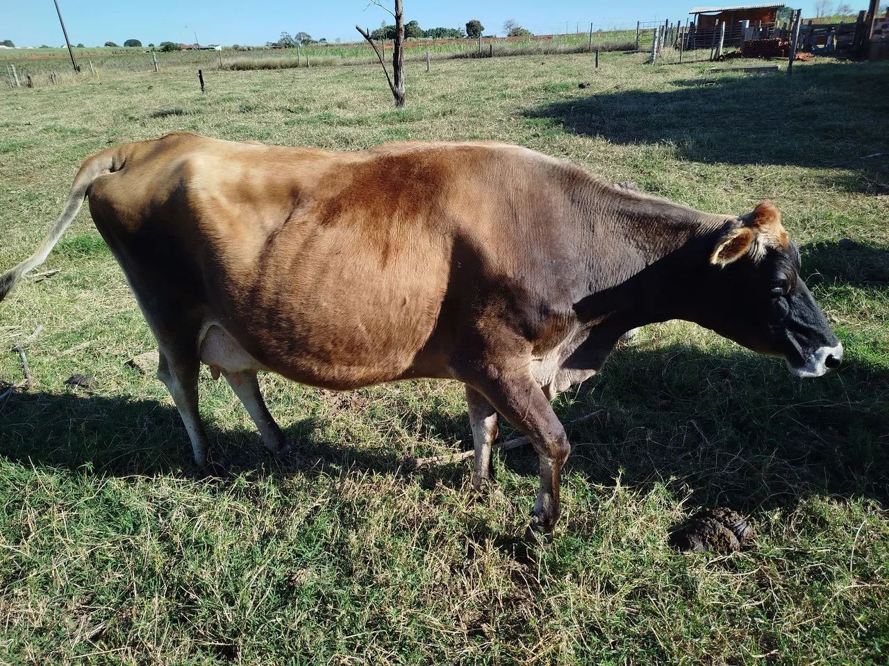 Vaca Jersey  - Foto 5