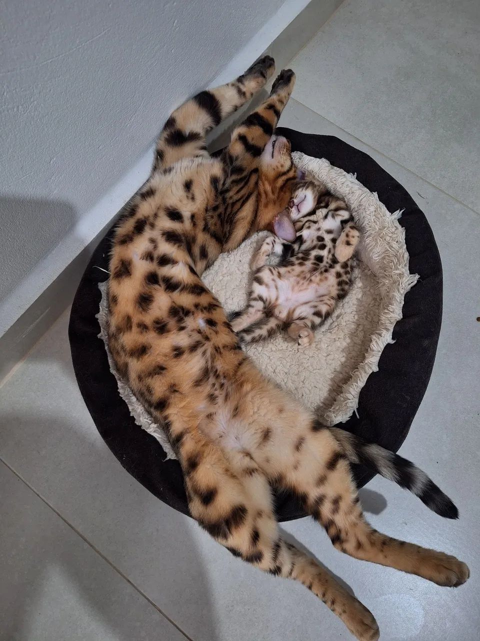 BENGAL CAT MATRIZ  - Foto 2
