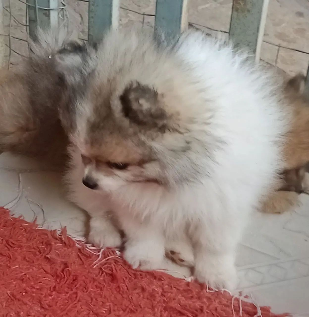 Vende-se filhotes de Lulu.da Pomerânia - Foto 6