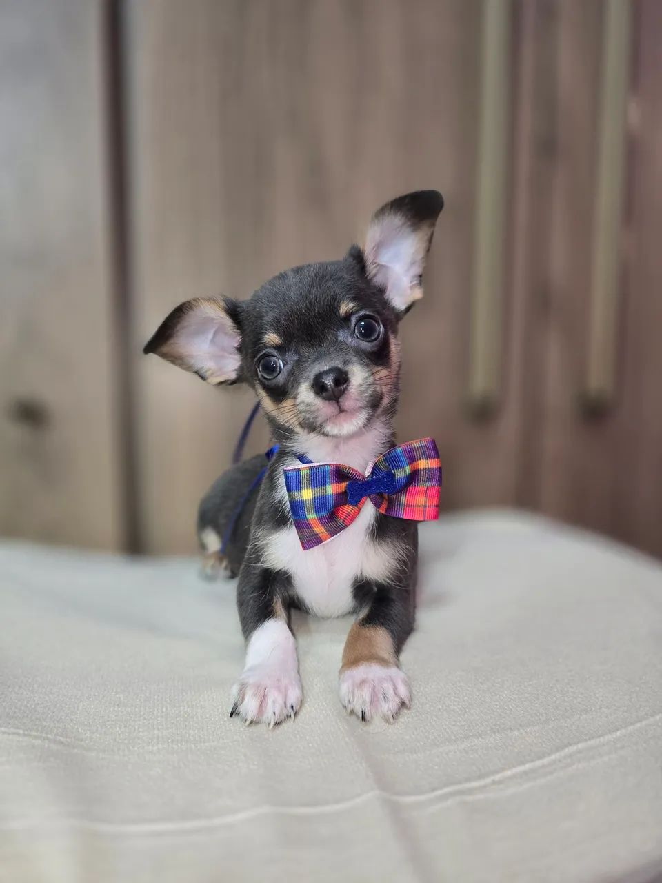 Chihuahua  machinho pelo curto  Blue  - Foto 3