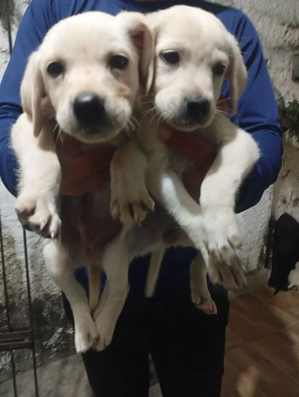 Labrador Retriever 