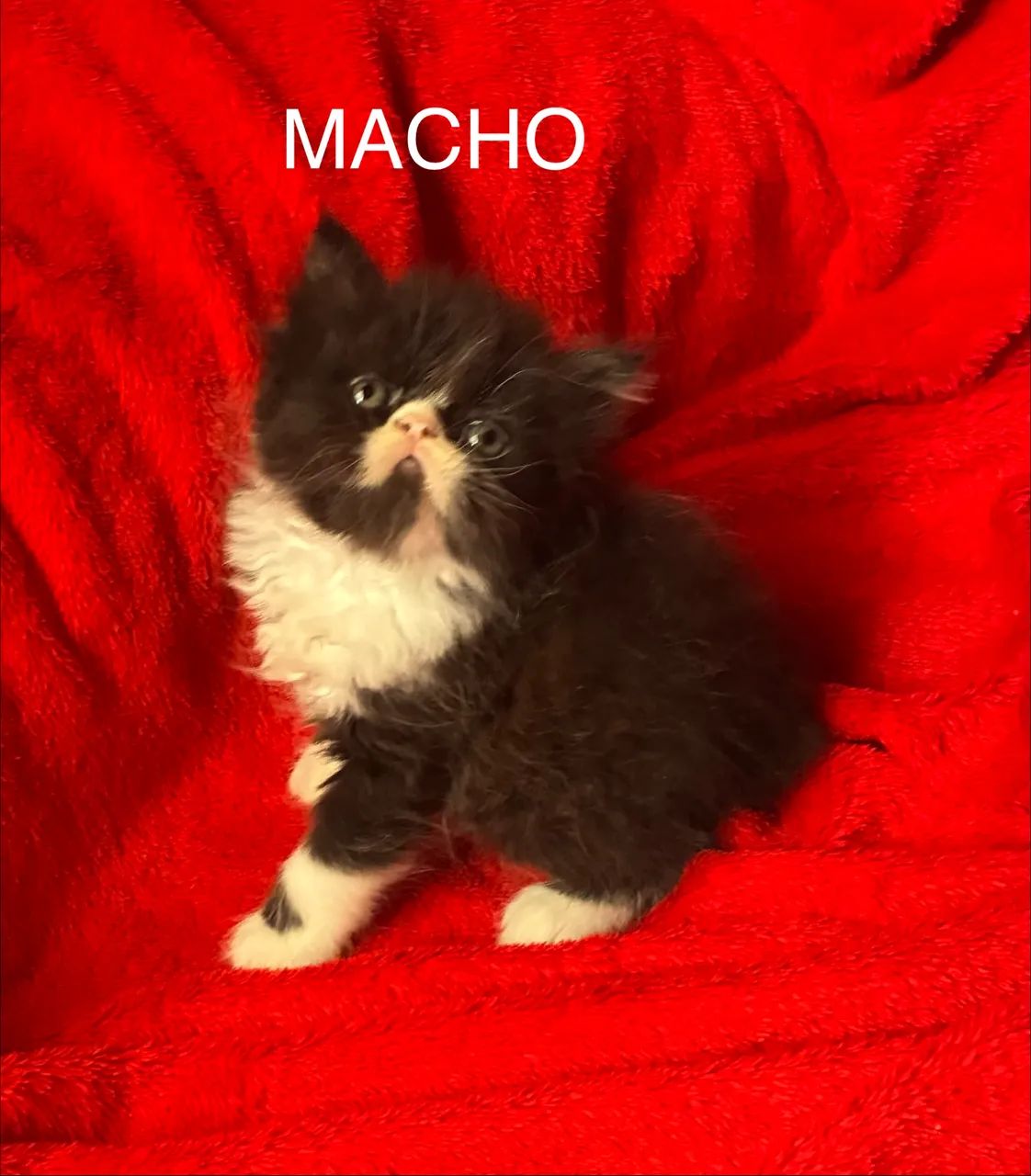 Bebês Gato Persa - Foto 3