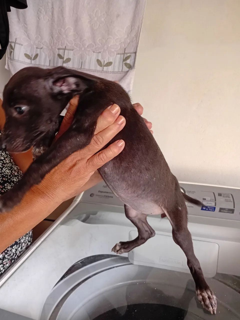 Vira lata pra doação - Foto 5