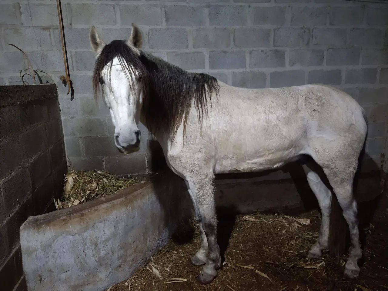 Cavalo  - Foto 3