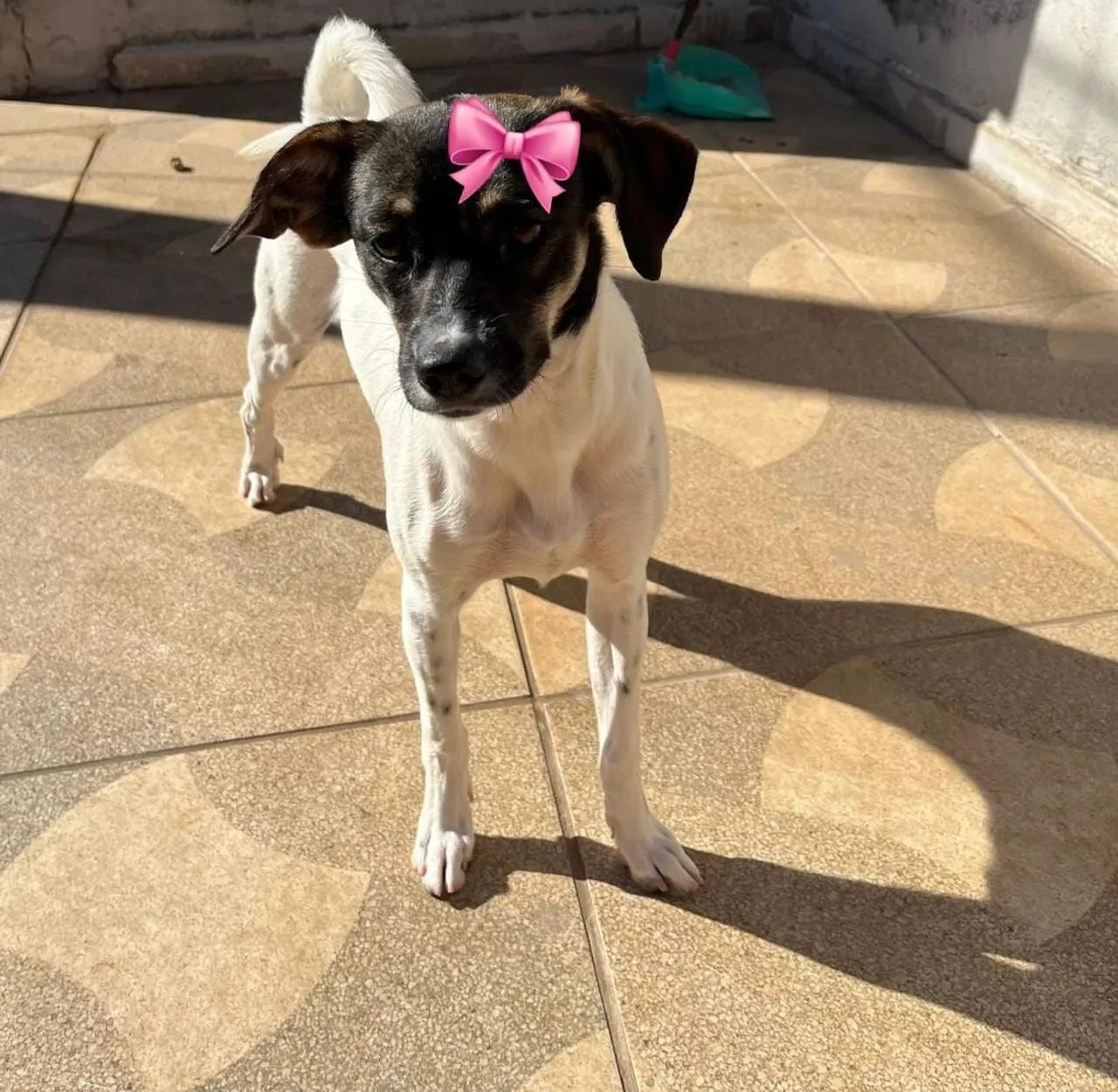 Amor de quatro patas? - Foto 3