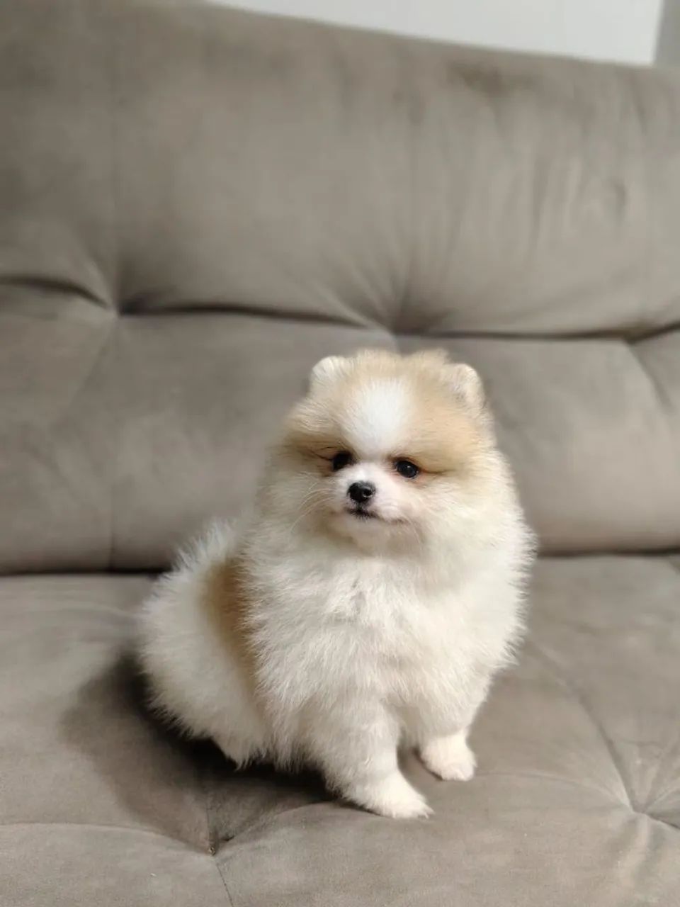 Spitz alemão / Macho  - Foto 4