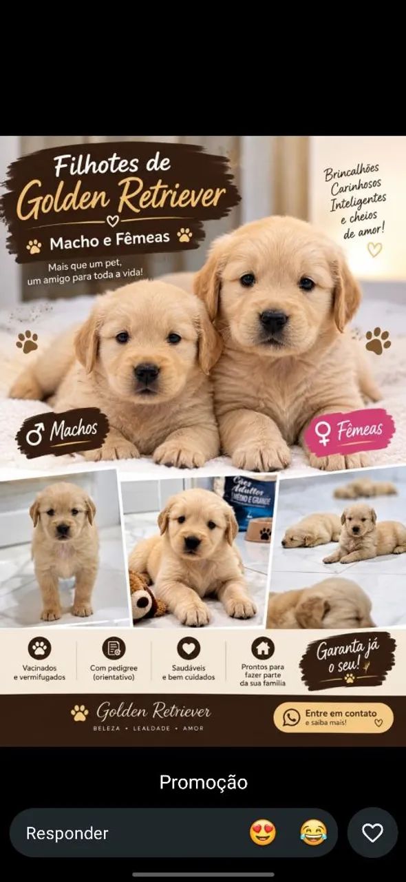 Golden retriever 