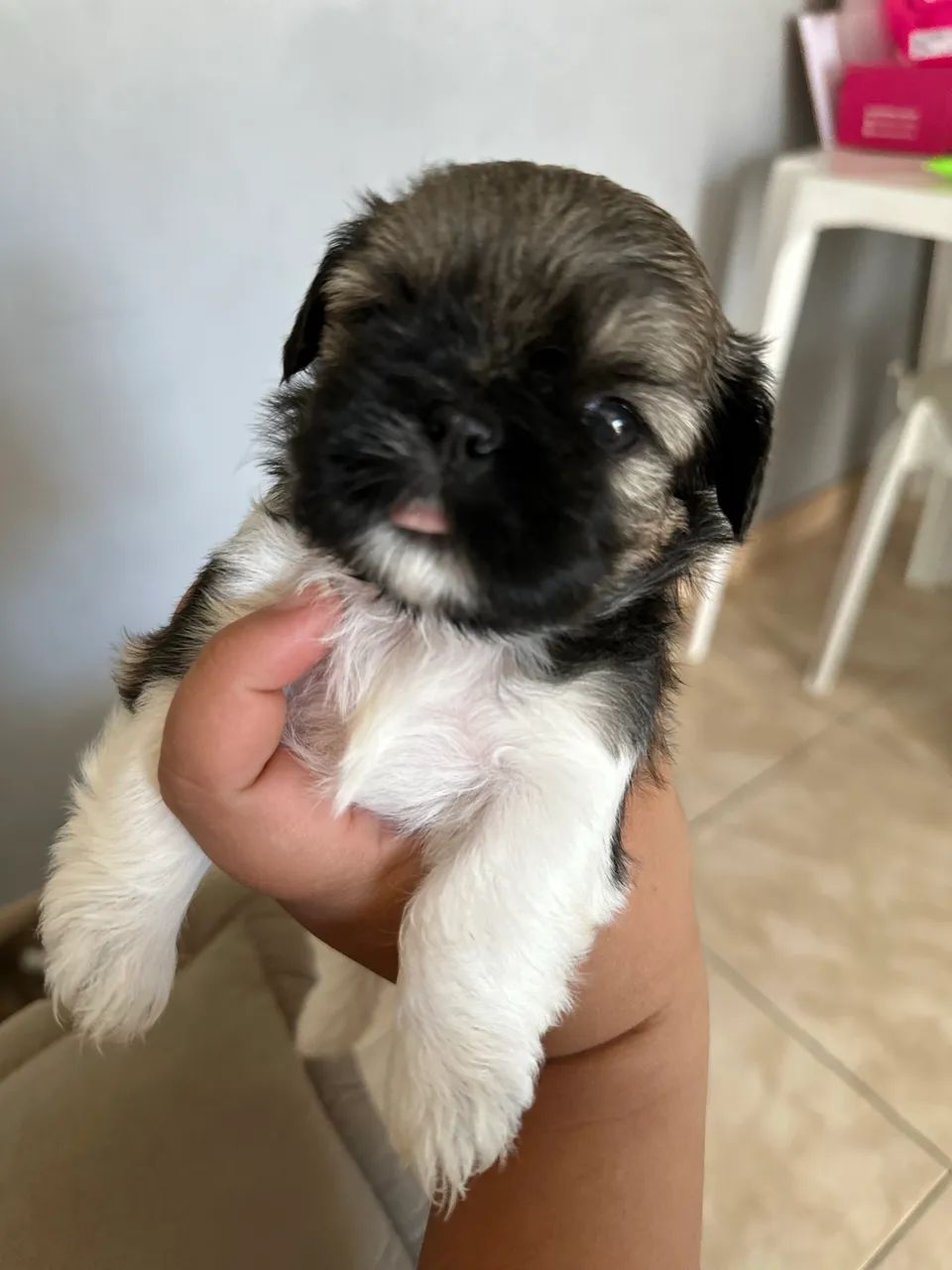 Filhotes shih tzu - Foto 5