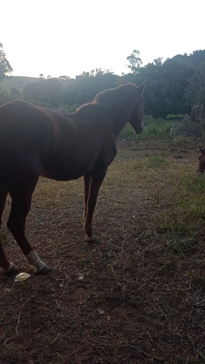 Égua mangalarga 