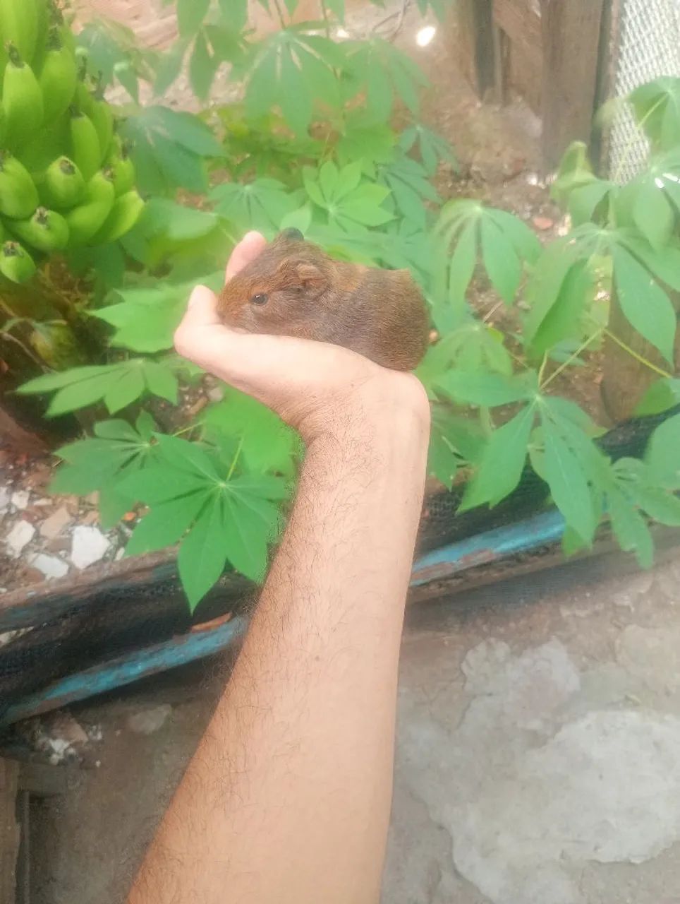 Porquinhos da índia filhote  - Foto 4