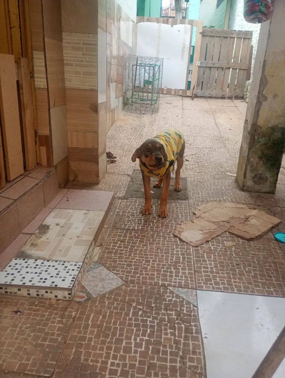 Adoção responsável  - Foto 4