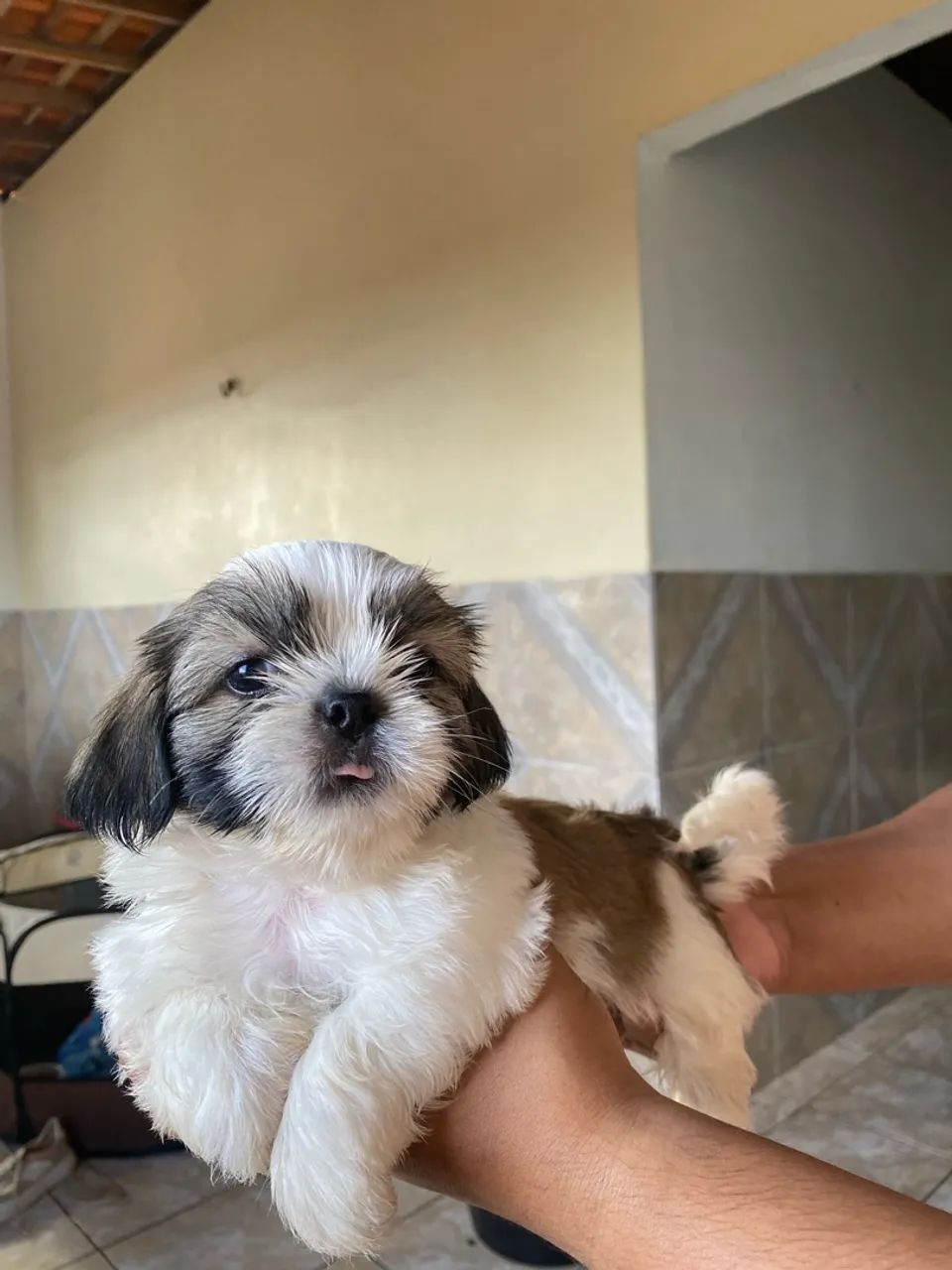 Vendo cachorro Lhasa Apso - Foto 2