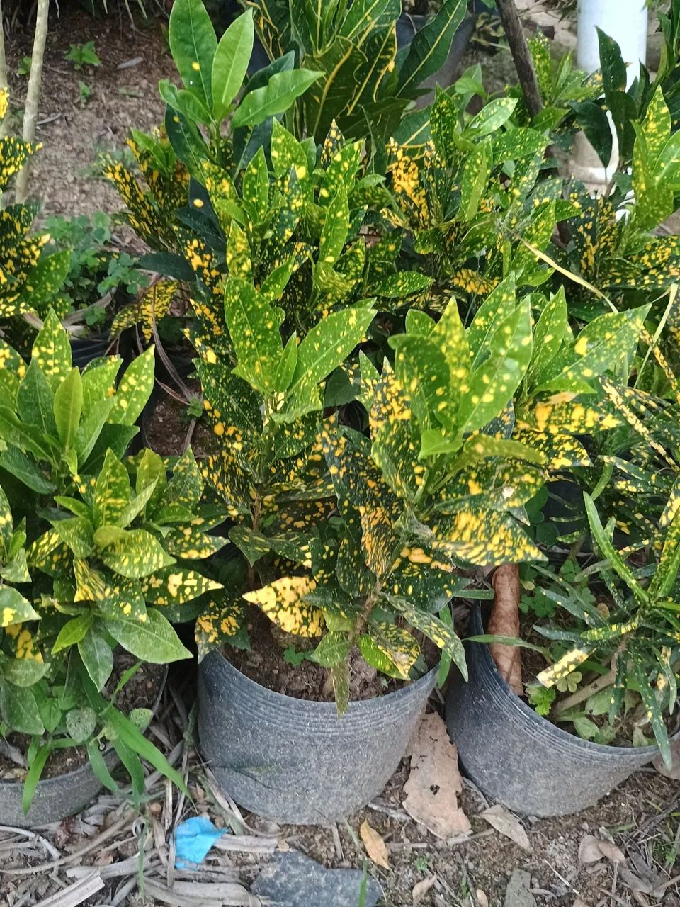 Vendemos plantas  - Foto 2