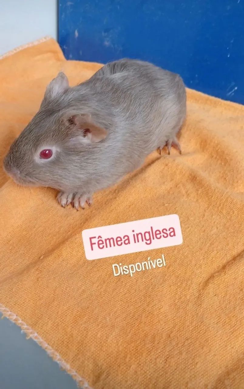 Porquinhos da india - Foto 5