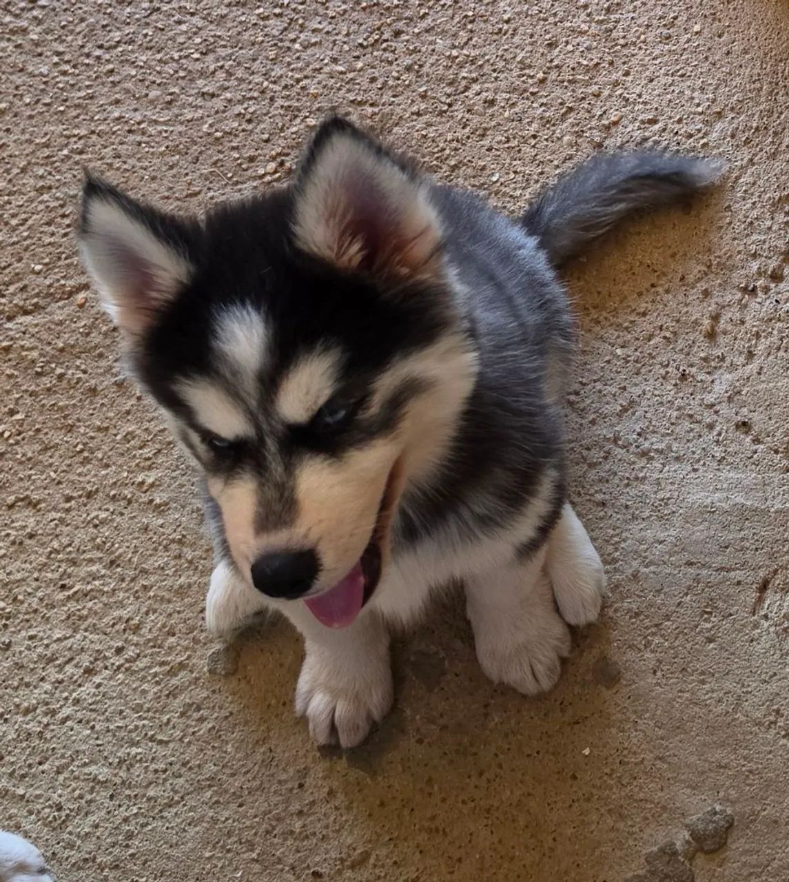 FILHOTES DE HUSKY SIBERIANO LINDOS E PUROS - Foto 2