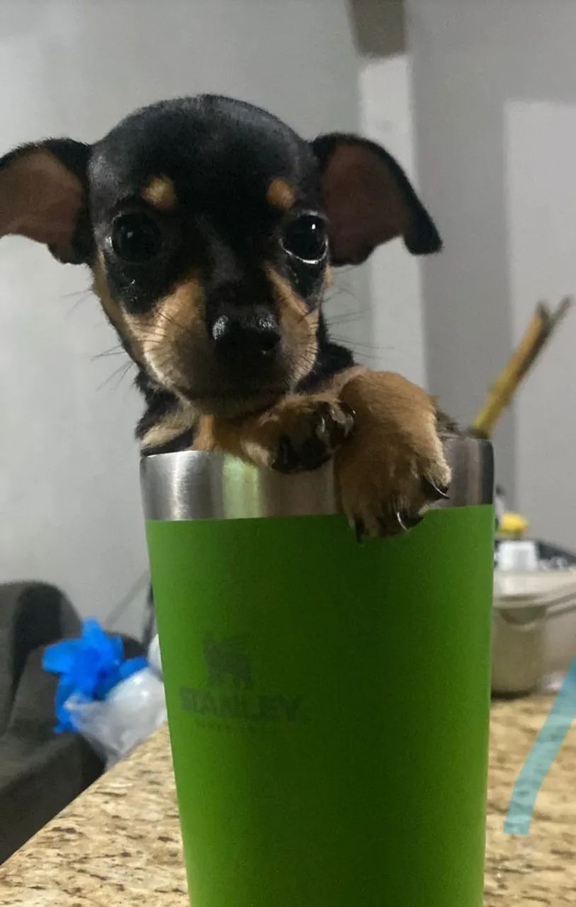 Pinscher macho
