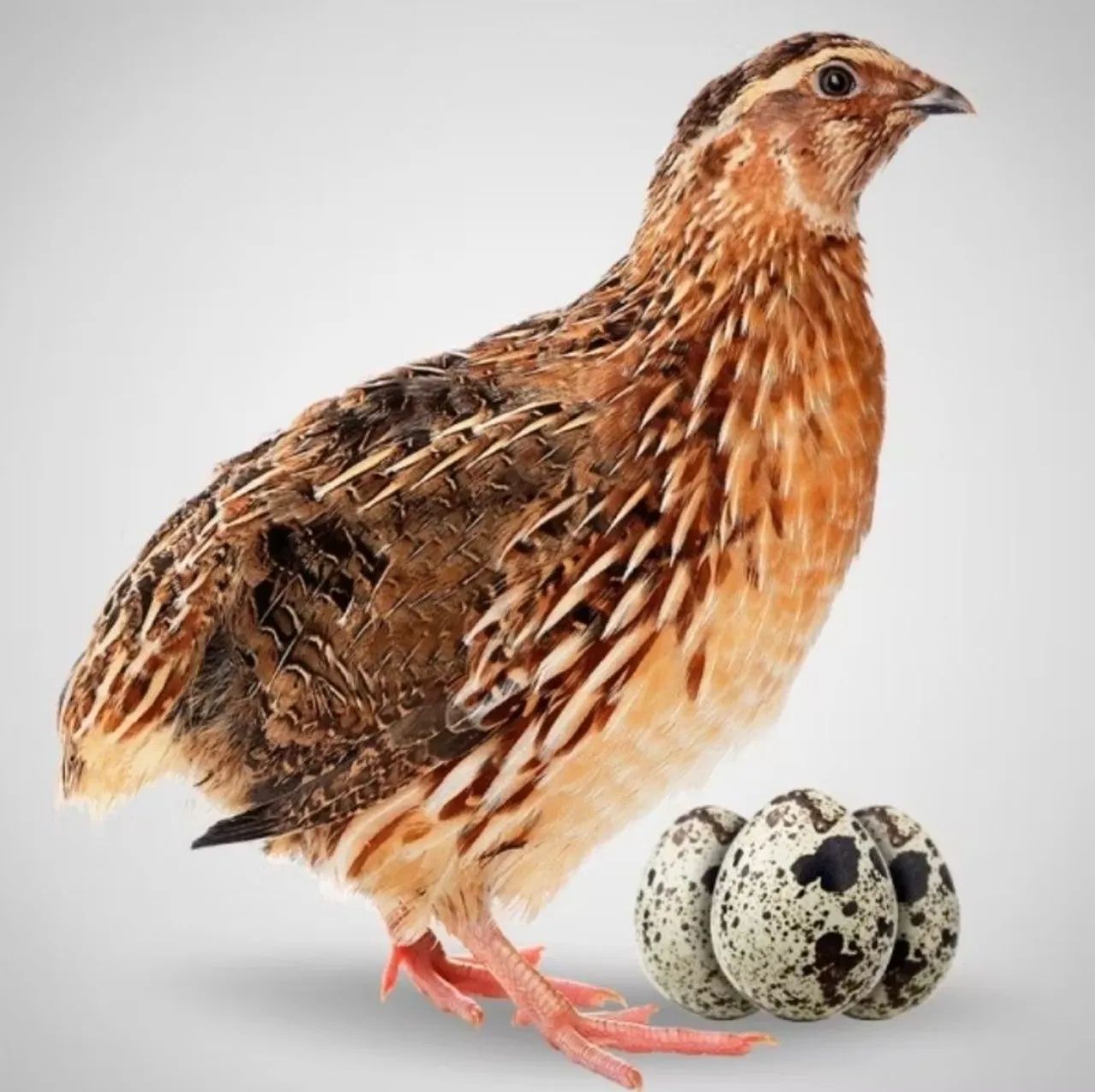 Vende ser codorna japônica e codorna Gigante com 15 dias de vida R$ 6,50 - Foto 3
