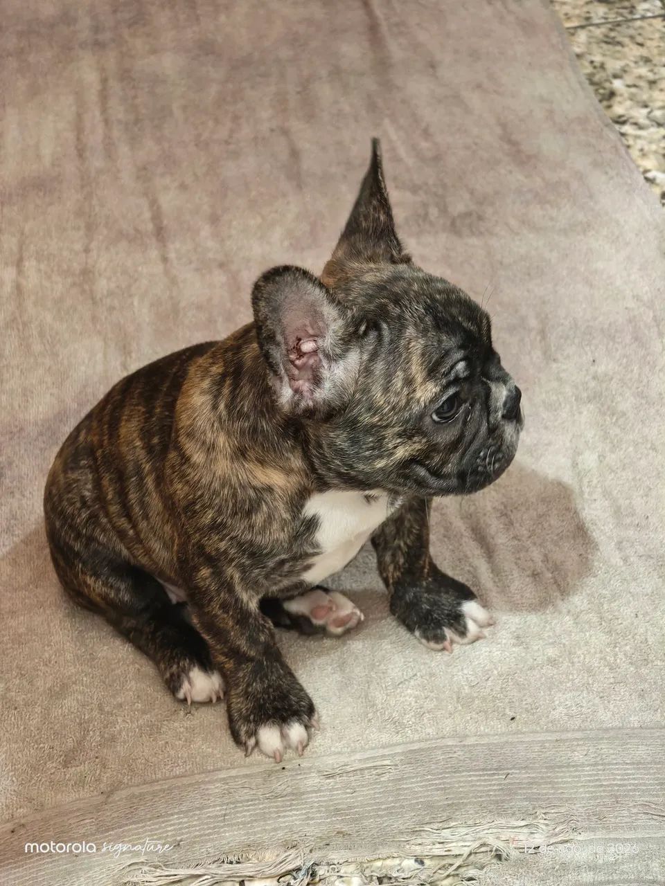 Fêmea de buldogue  - Foto 5