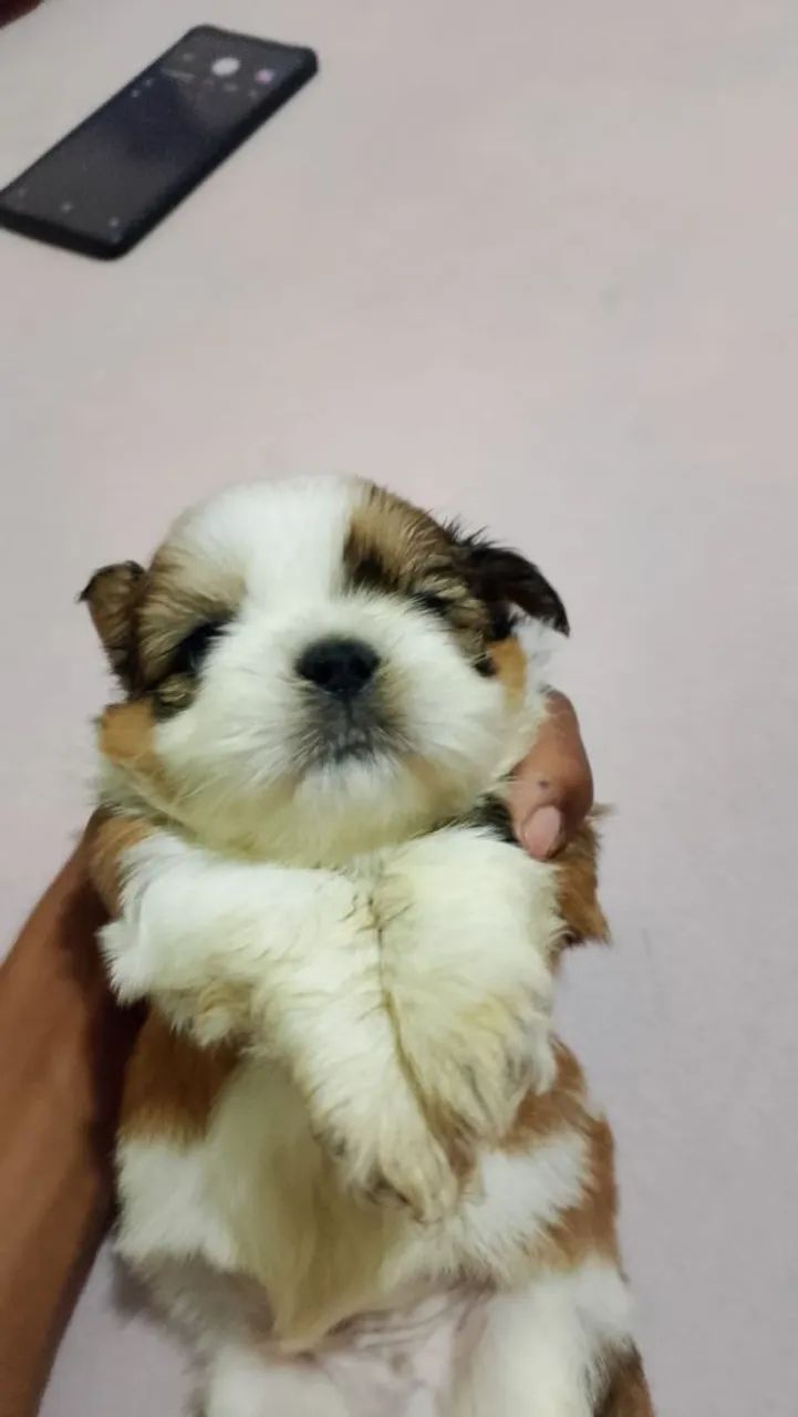 Shitzu mine machinho  - Foto 2