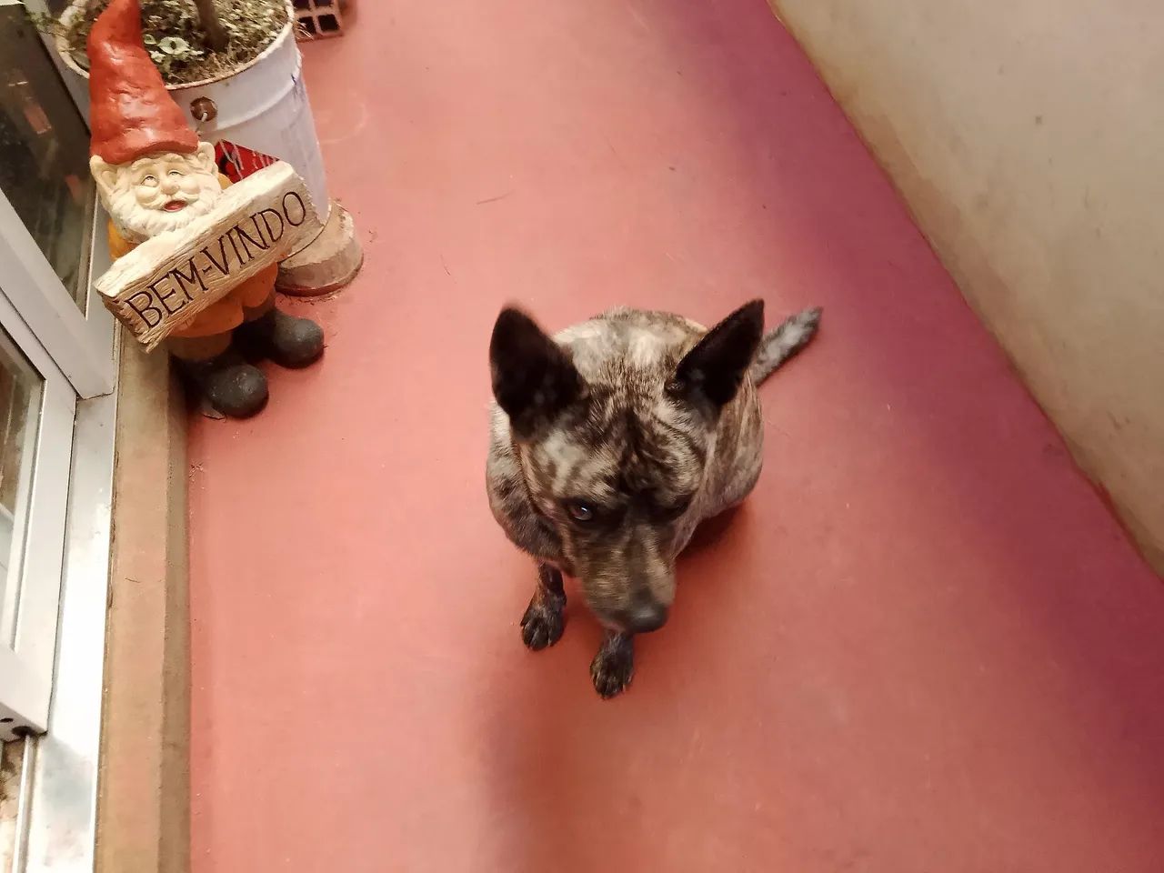 Doação BLUE Heeler - Foto 2