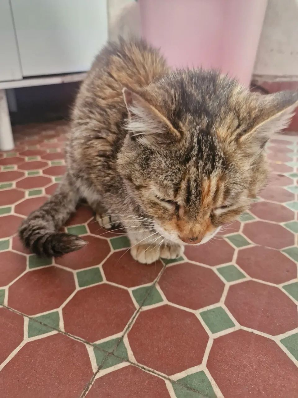 Linda Gatinha Para Doação Dócil e Super Carinhosa - Foto 5