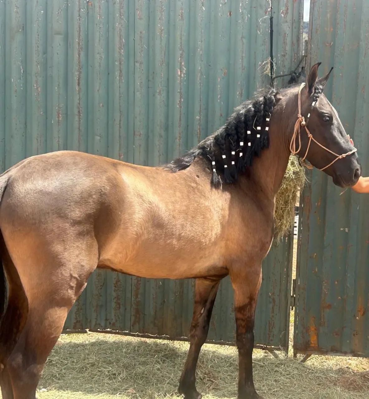 Cavalo Manga-Larga marchador