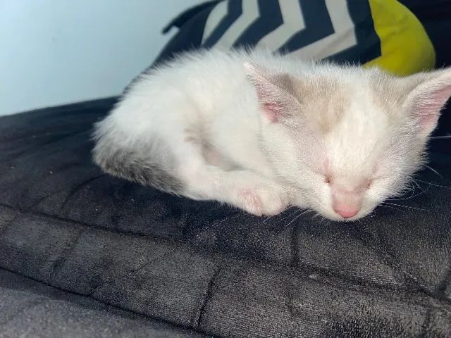 Gatinho para doação  - Foto 4
