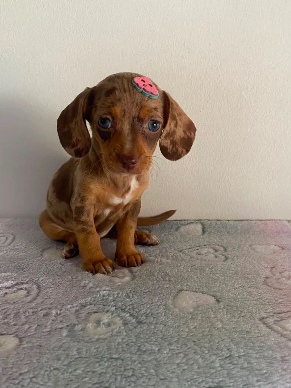 Dachshunds  - Foto 3