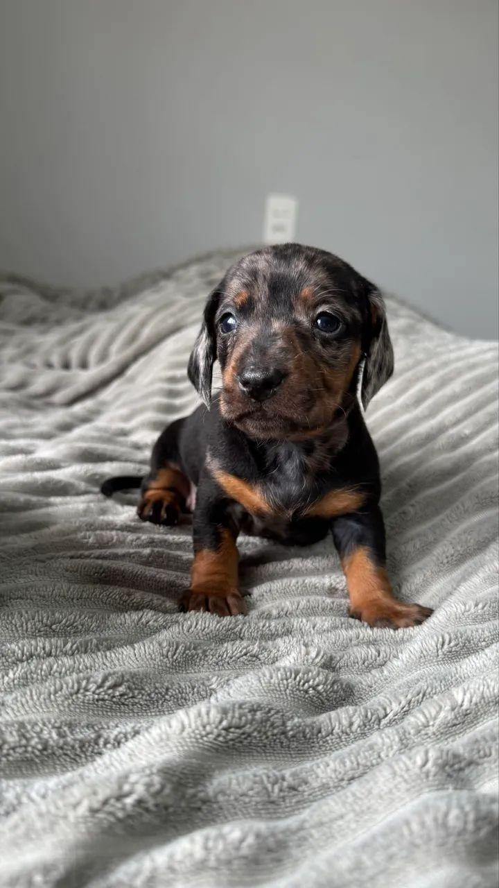 Dashchund - Foto 3