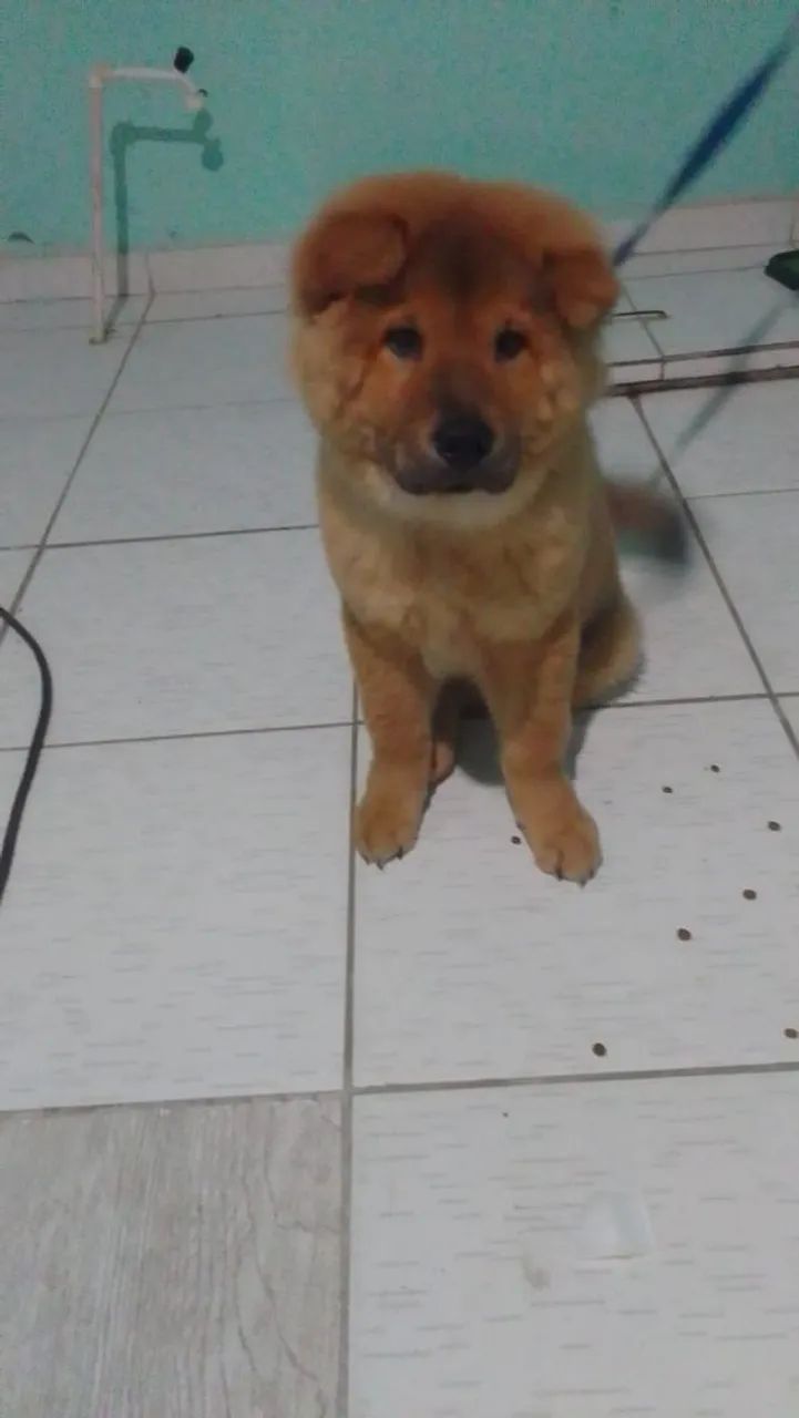 Cachorro chow chow - Foto 2
