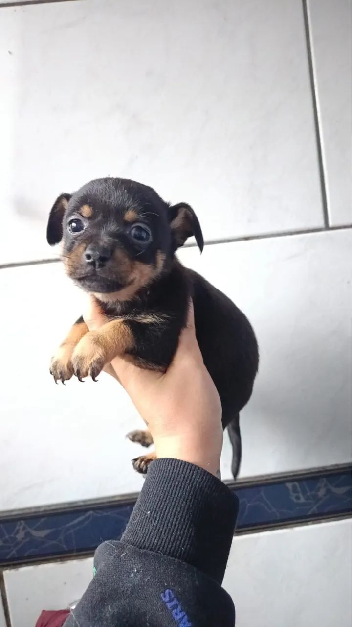 Vendo pinscher  - Foto 2