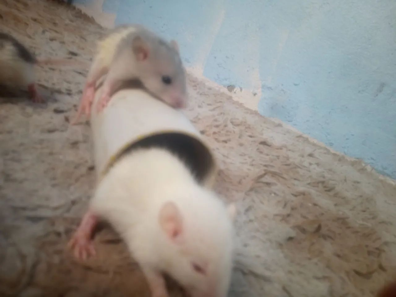 Rato Twister  - Foto 2