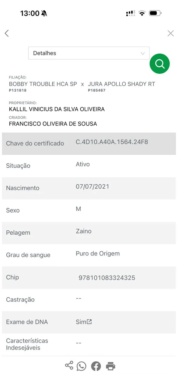 CAVALO QM PURO  - Foto 2