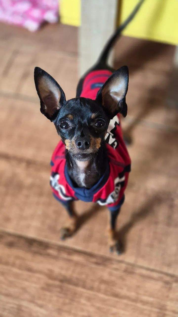 Pinscher zero - Foto 3