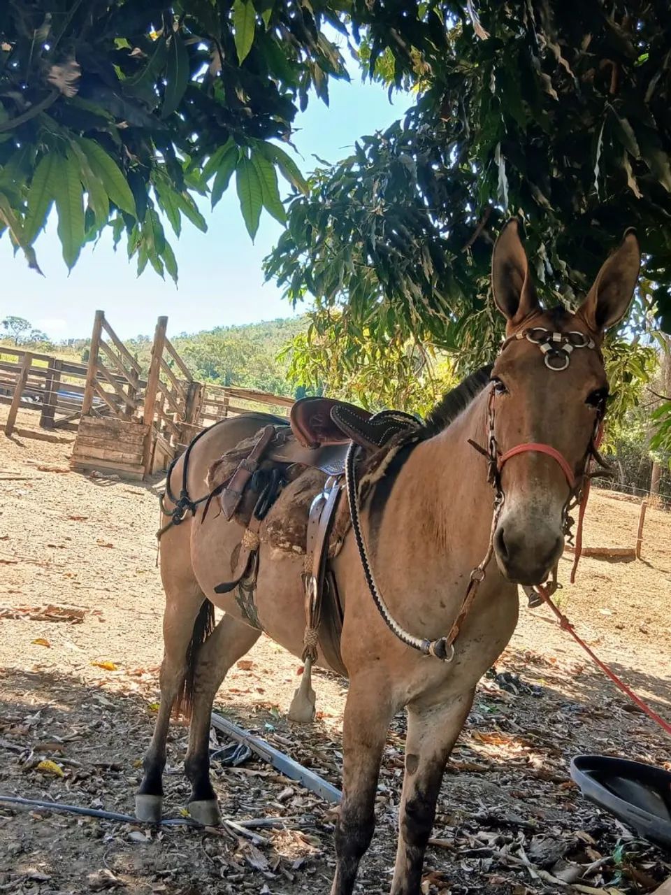 Burro - Foto 2
