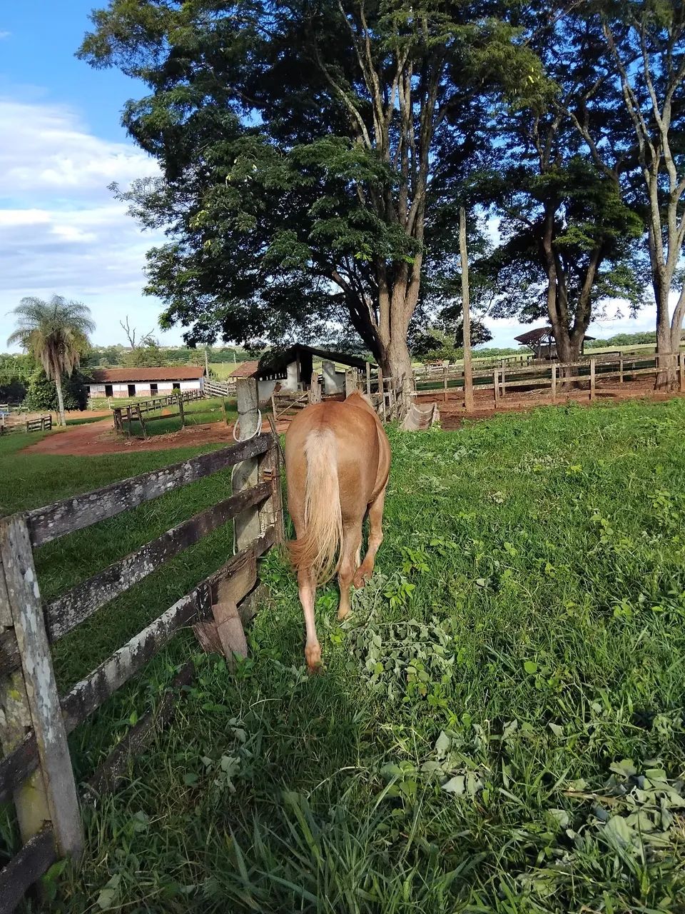 Vendo esse cavalo muito manço 