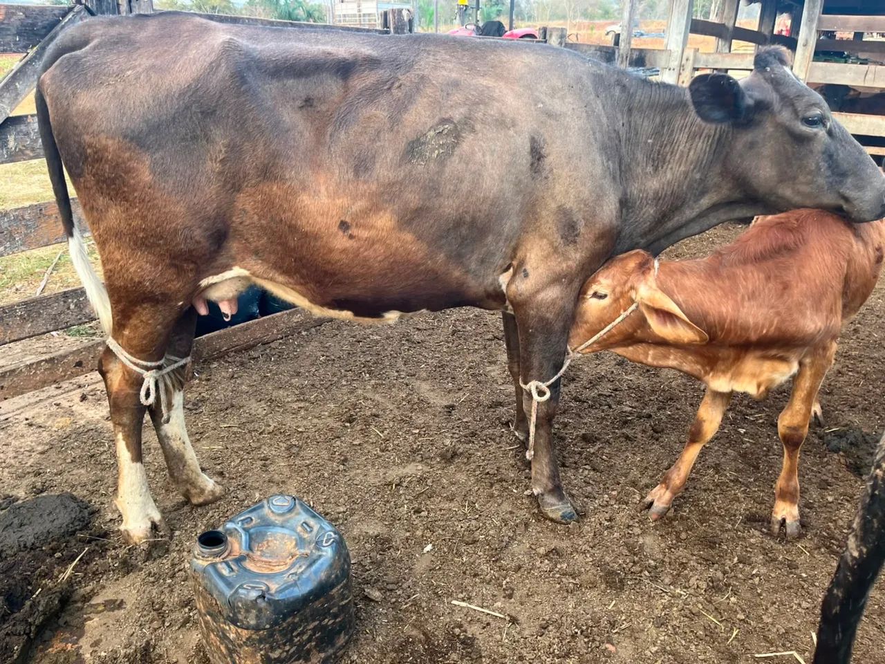 Vaca - Foto 4