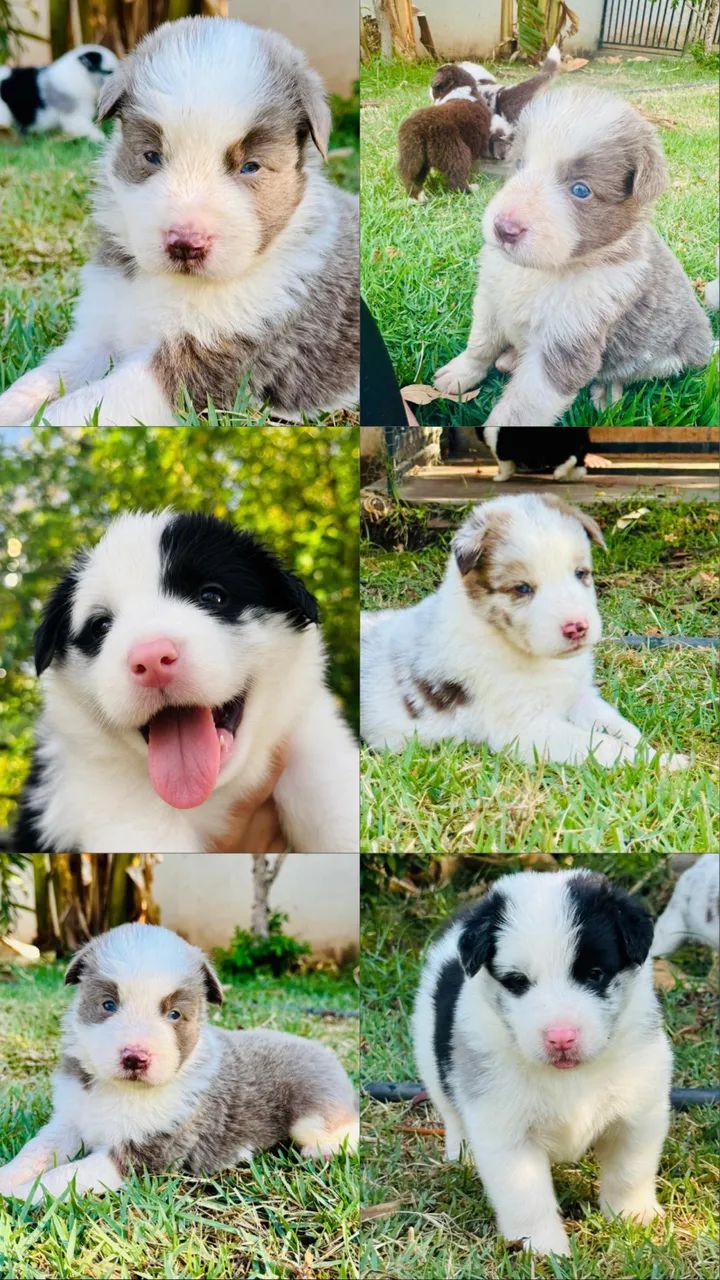 Border Collie - Foto 3
