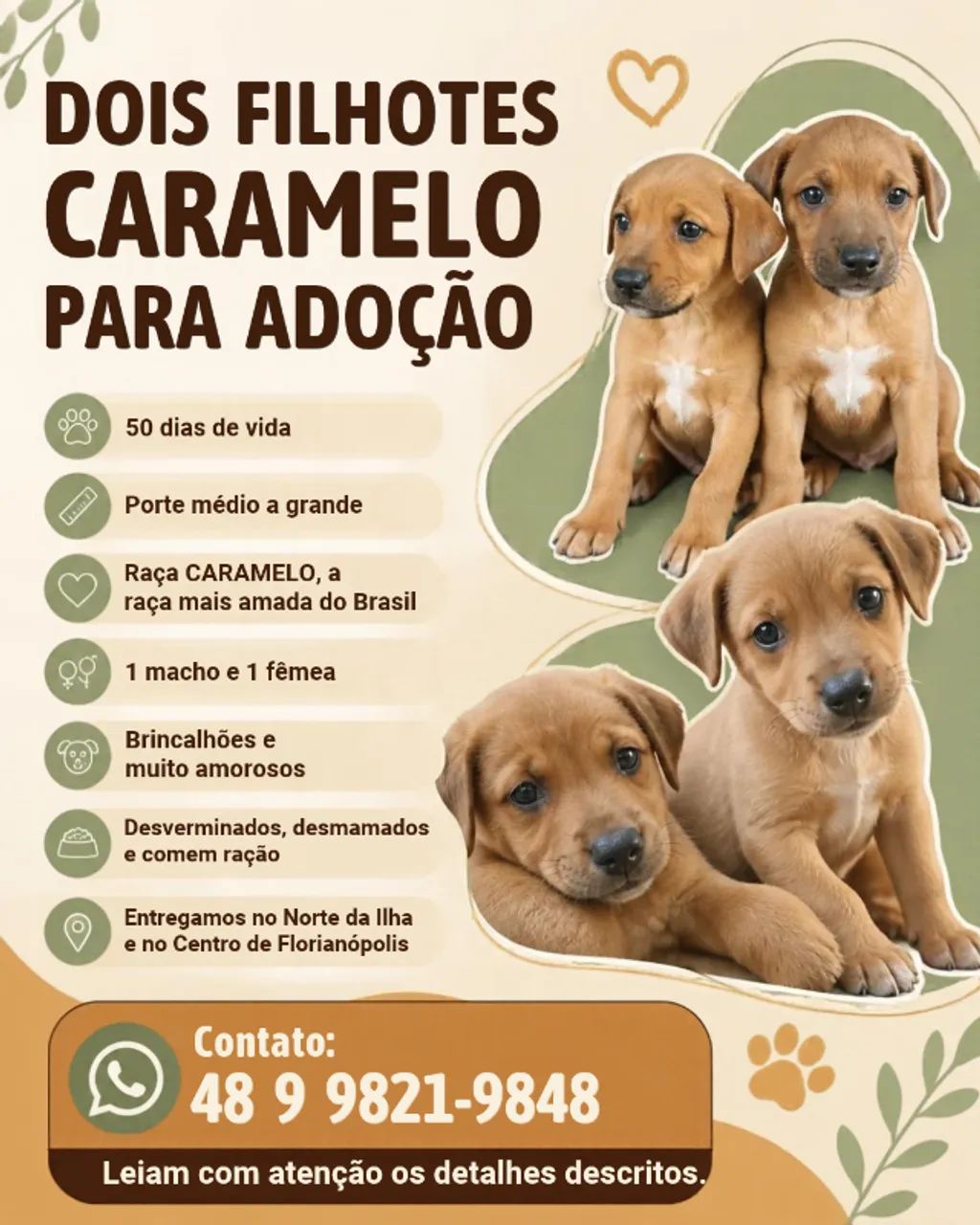 FILHOTES PARA ADOÇÃO