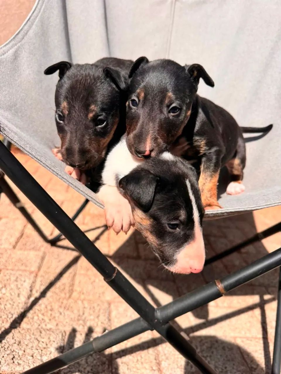 Filhotes Bull Terrier