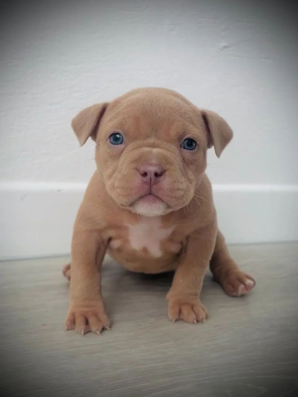 American Bully - Amizade Que Cuida E Dura 