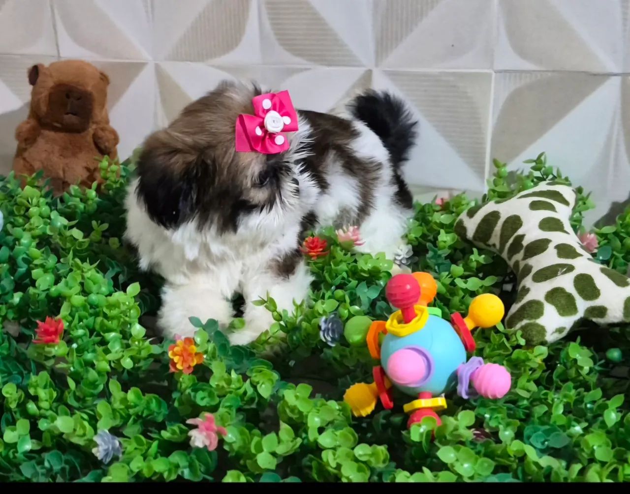 Shihtzu  - Foto 4